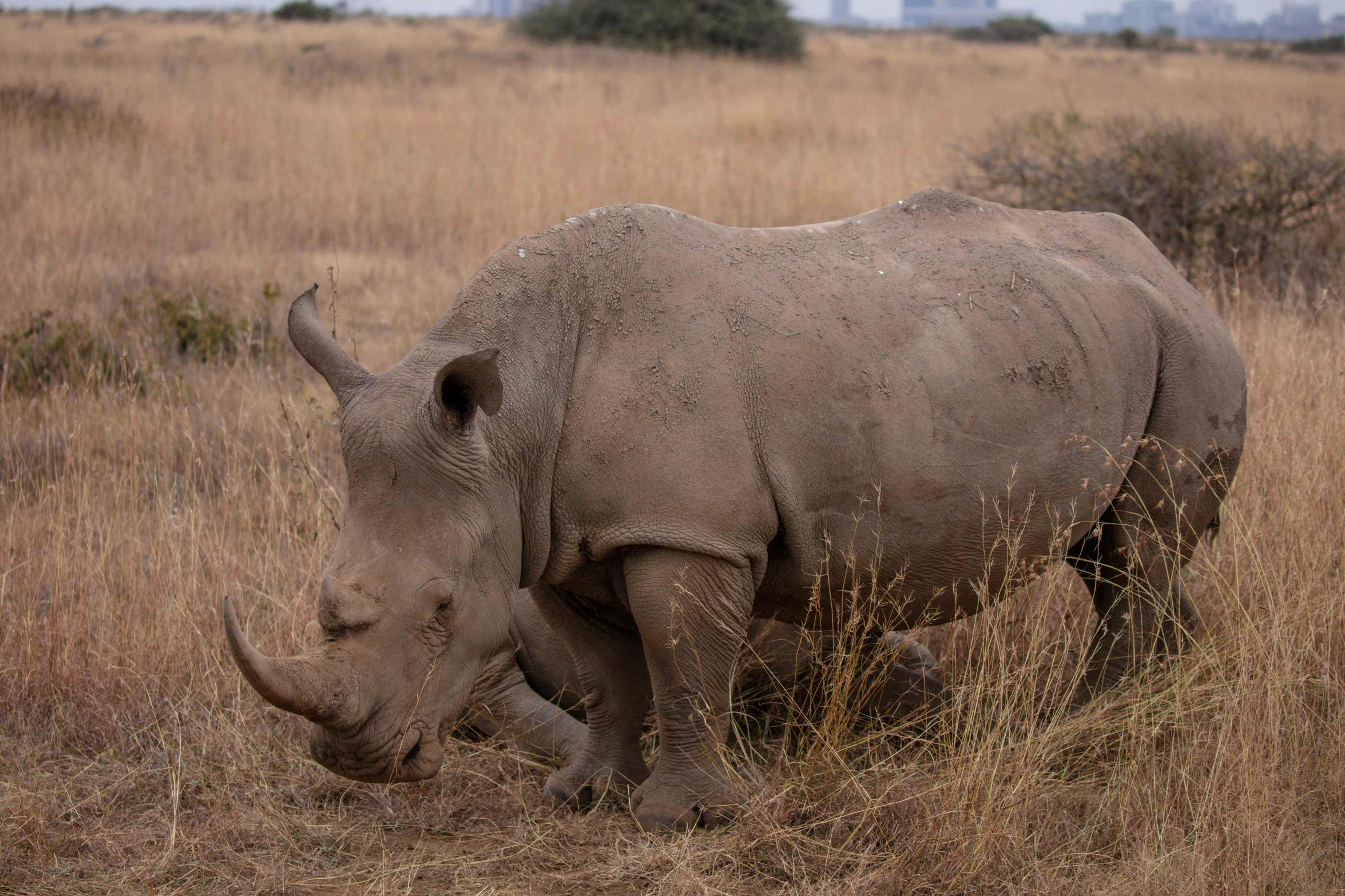 the rhino is standing alone in the brown grass