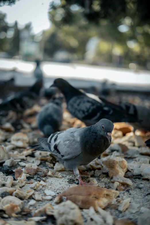 three birds in the dirt looking for food