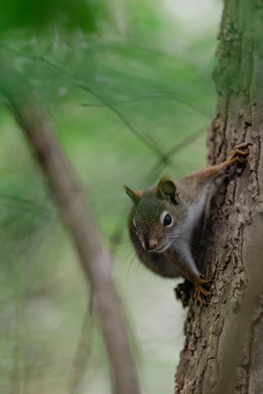 squirrel sitting up against the bark of a tree