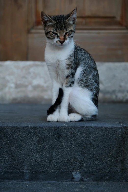 a cat that is sitting on top of a ledge