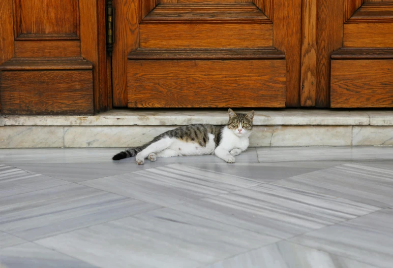 cat laying on the floor under a wooden door