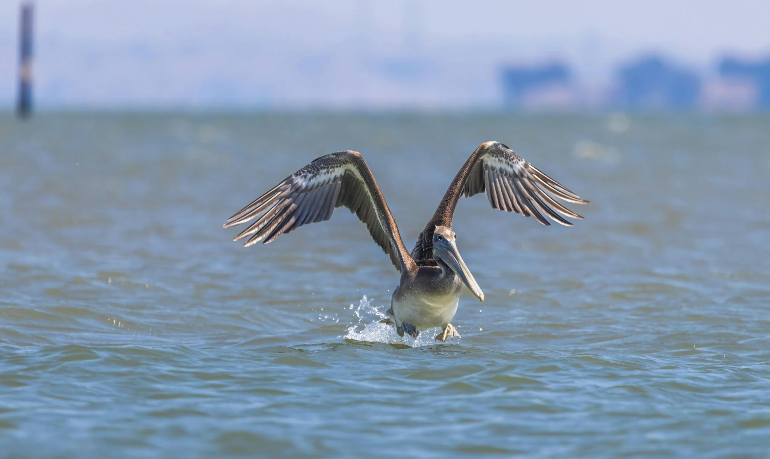 two birds on the water flapping their wings