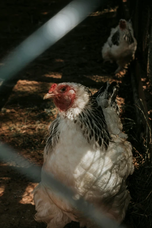 two chickens behind a fence in a farmyard