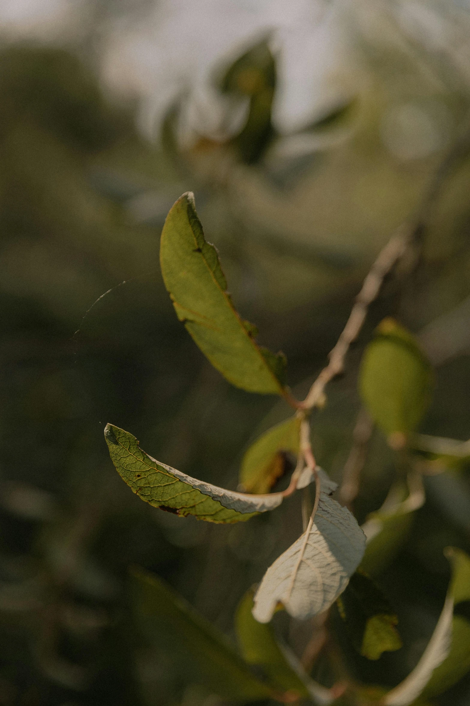 a leaf is hanging on a tree nch