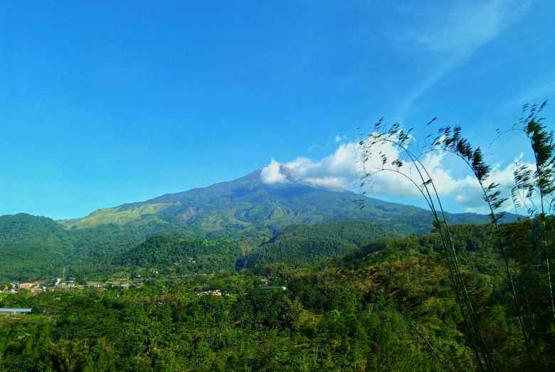 the view of a mountain from behind a grassy area