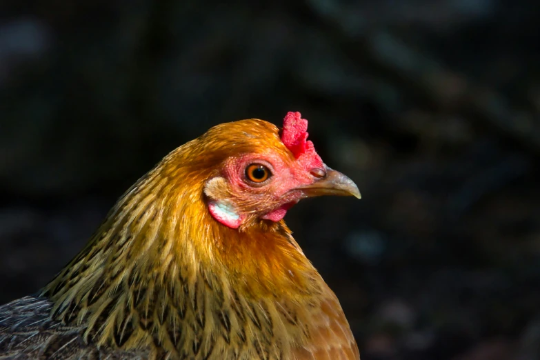 the head of a chicken with orange and brown feathers