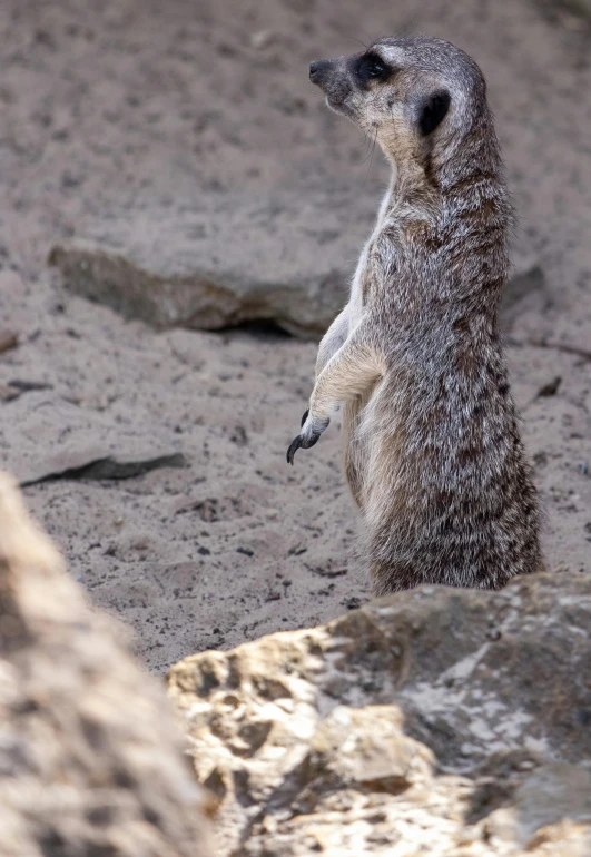 a meerkat is looking up at the camera