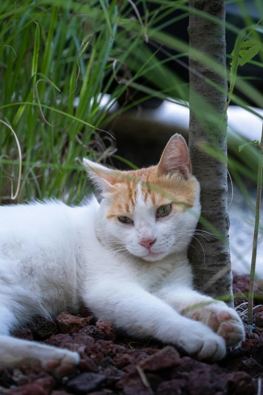 a cat laying on the ground under a tree