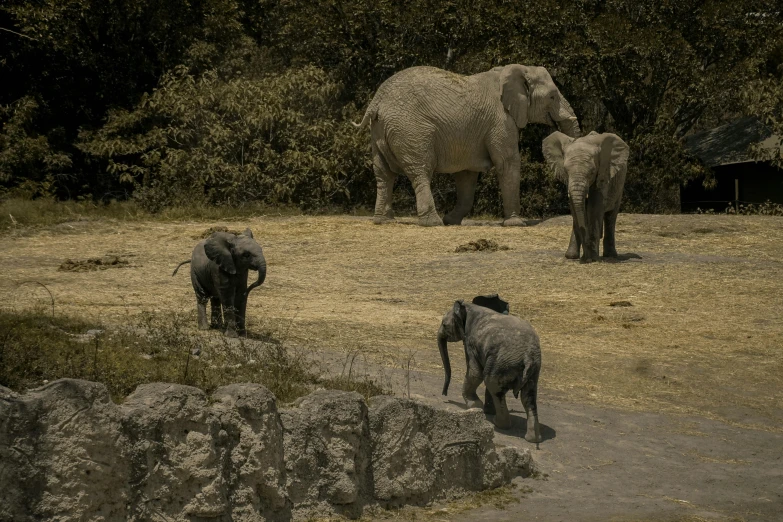 a herd of elephants walking along a dirt field