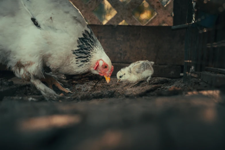 a chicken and its chick in a small cage