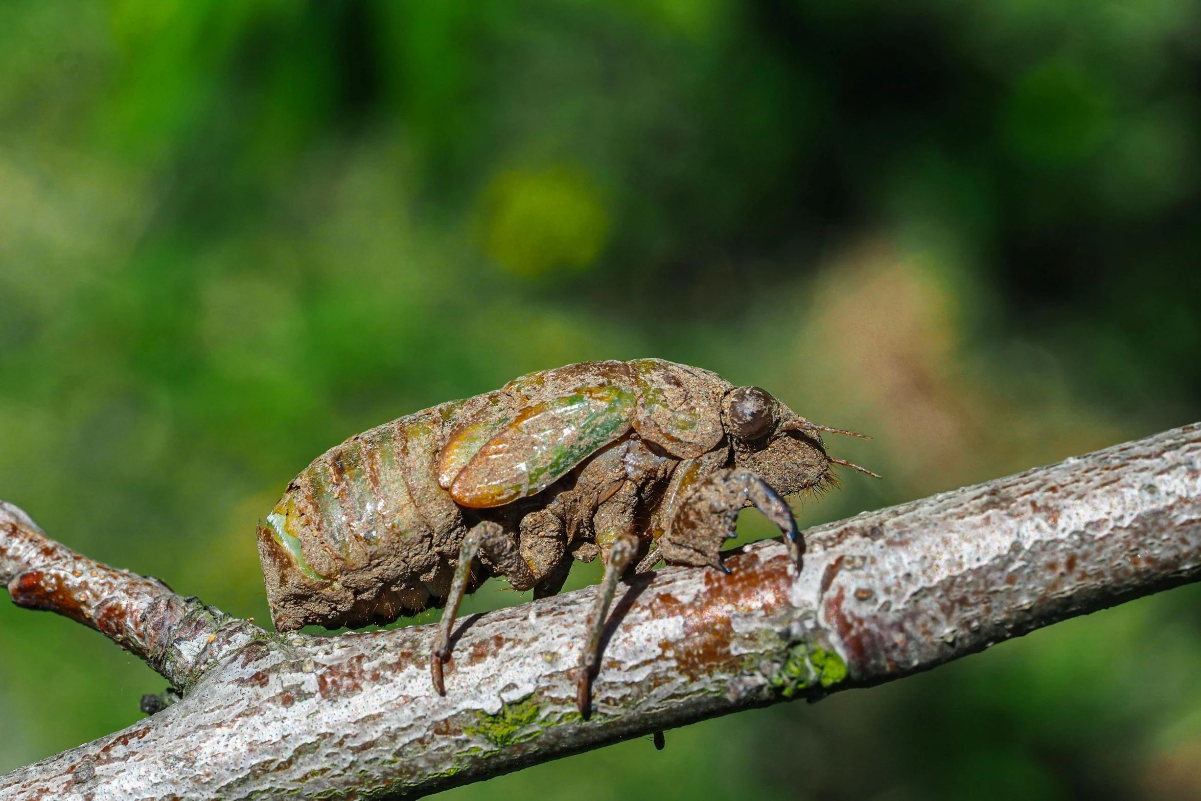 a frog covered with insect clothing walking on a nch