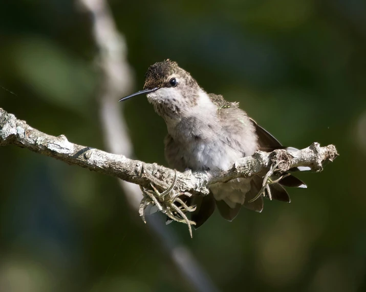 this bird is perched on a limb and has just landed