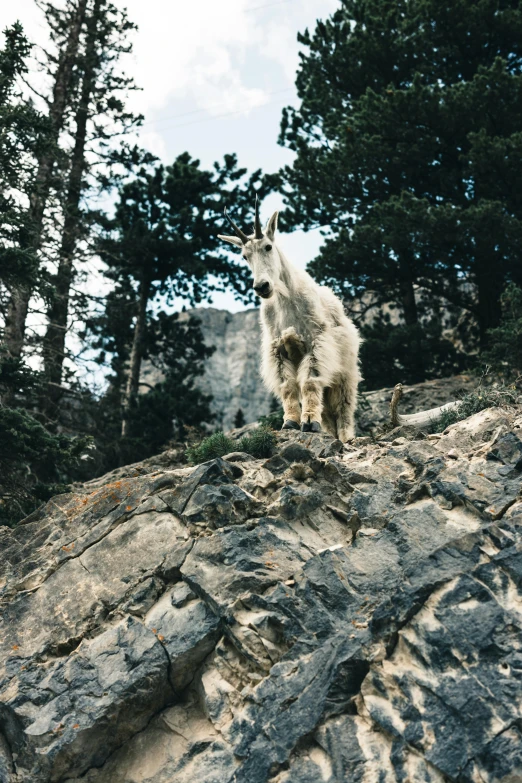 a mountain goat standing on a rocky trail