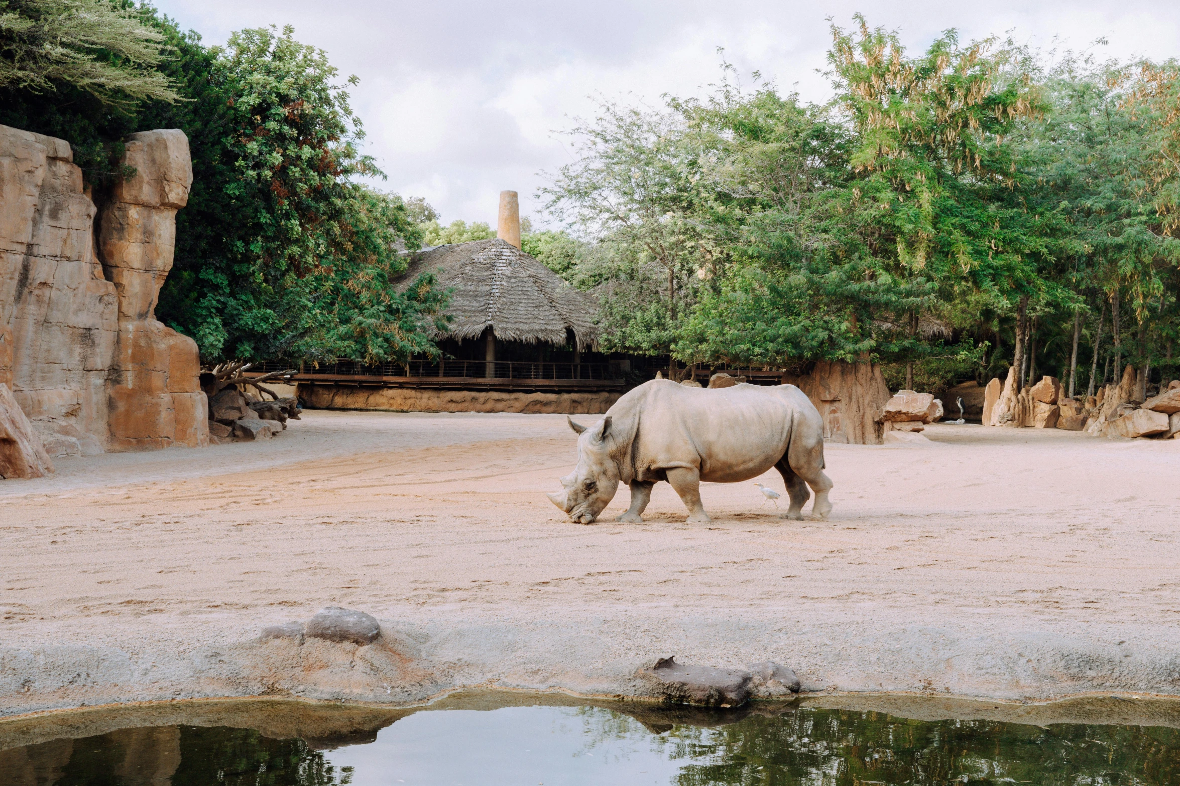 a rhino standing in dirt next to water and trees