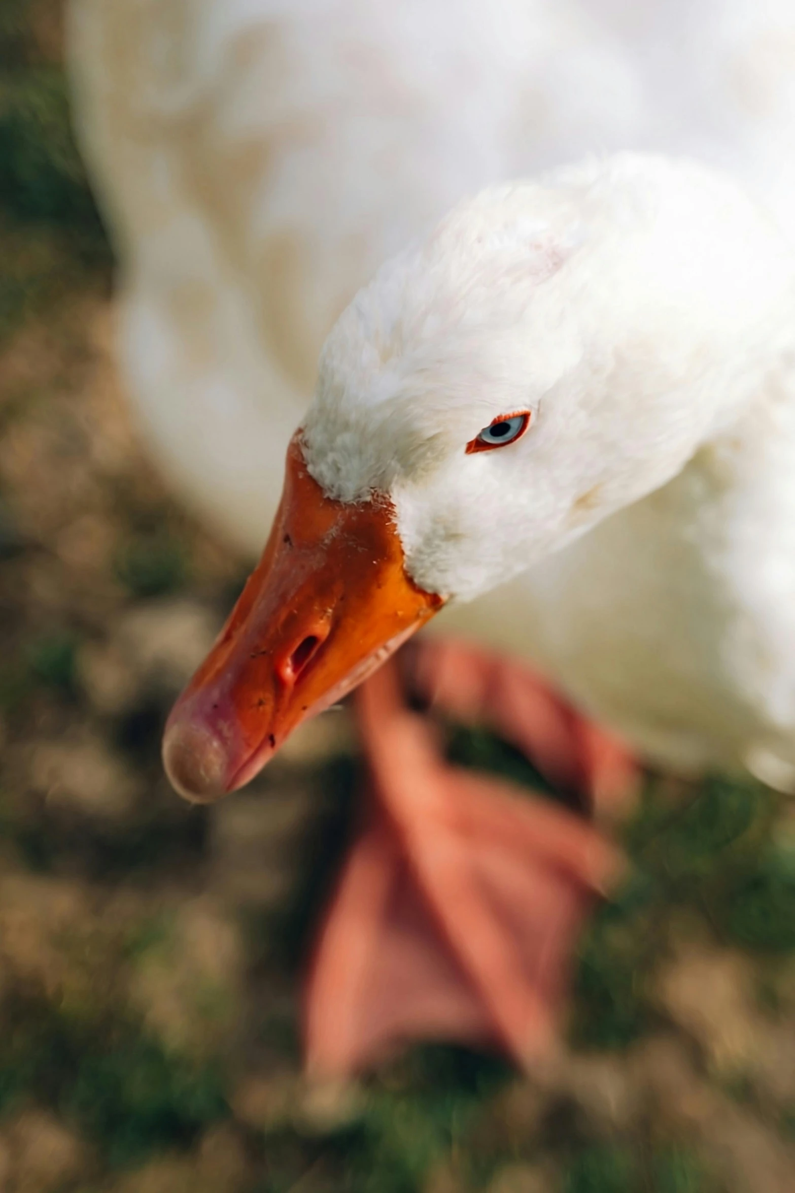 an adult duck with a bright red face