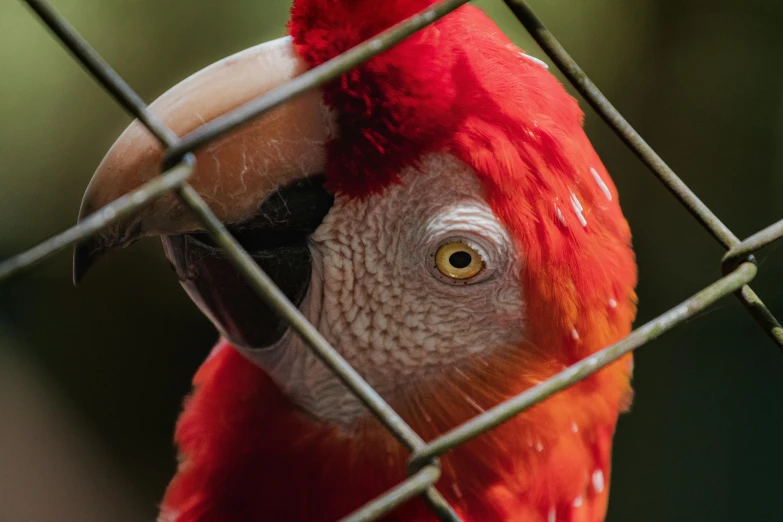 an orange and white parrot standing behind a wire fence