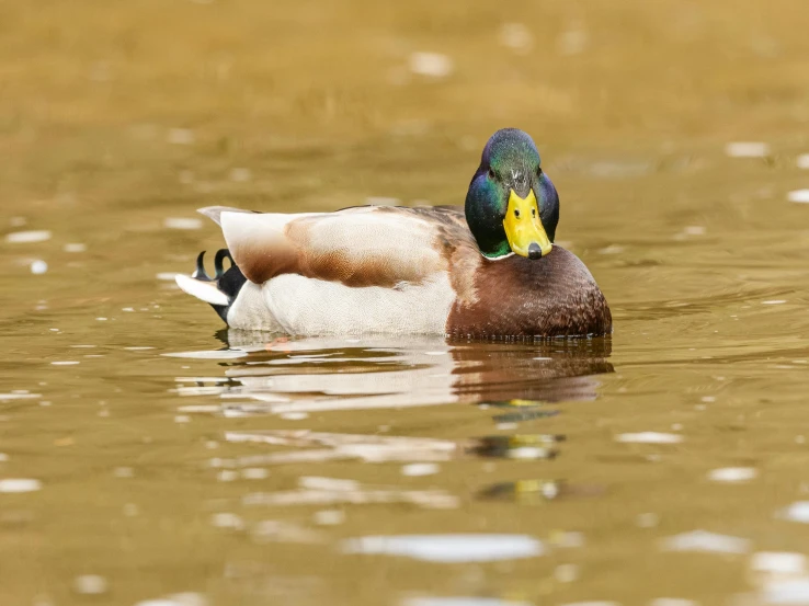 a bird with a yellow beak is swimming in the water