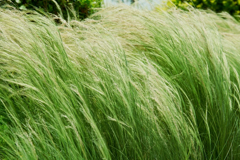 closeup of a large grassy field with long thin green flowers