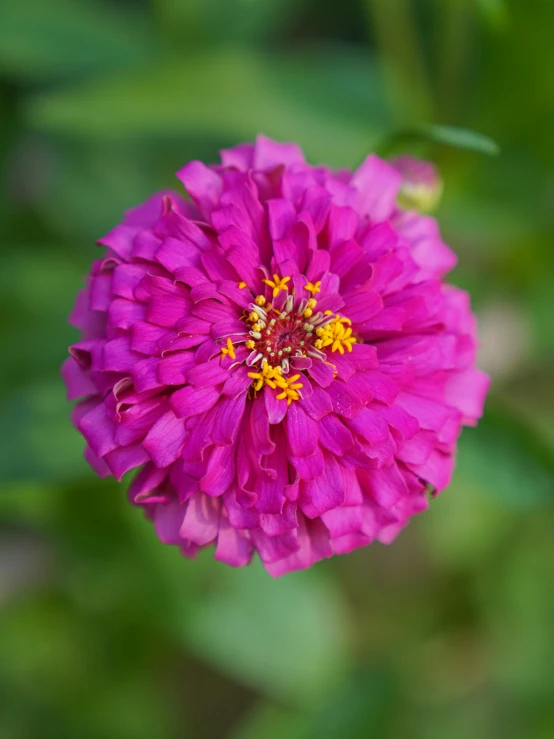 a pink flower has a yellow center that is blooming from it