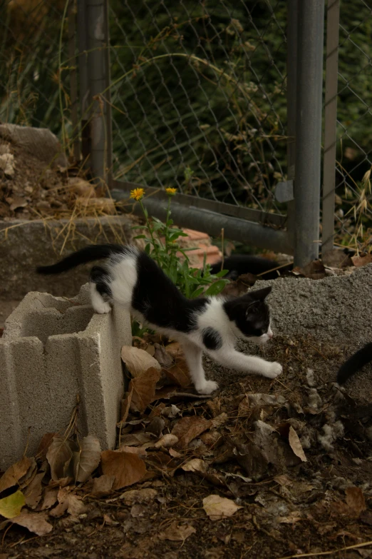 a black and white kitten is outside by some rocks