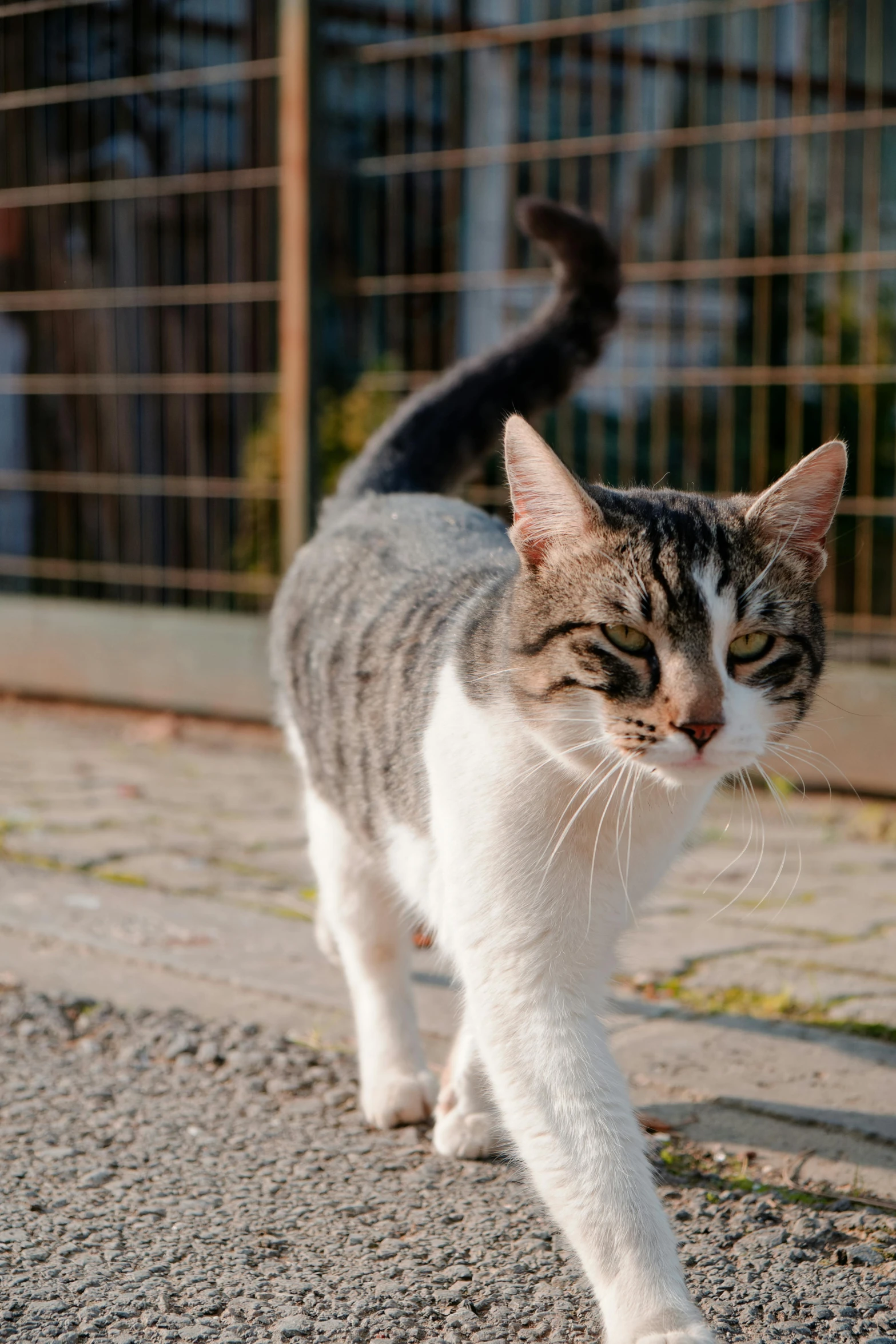 a grey and white cat is walking on some pavement