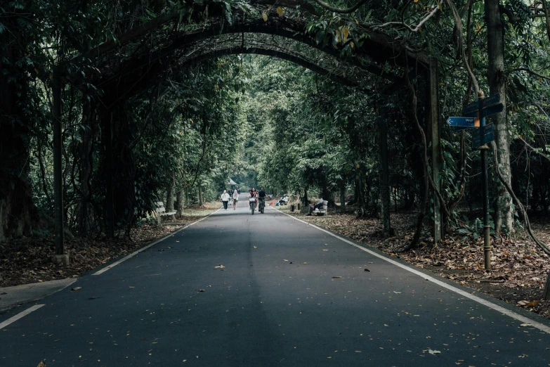 an open road surrounded by lots of trees