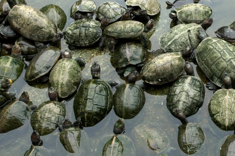 a group of turtles sitting on top of each other