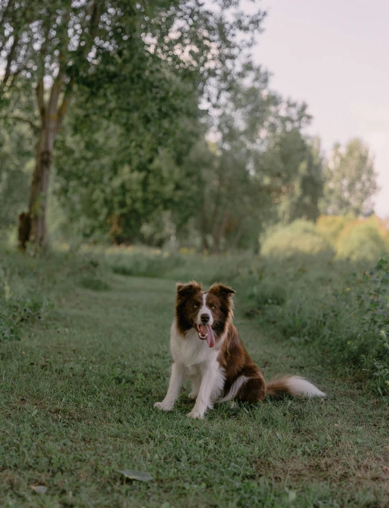 a dog is sitting in the grass with a frisbee