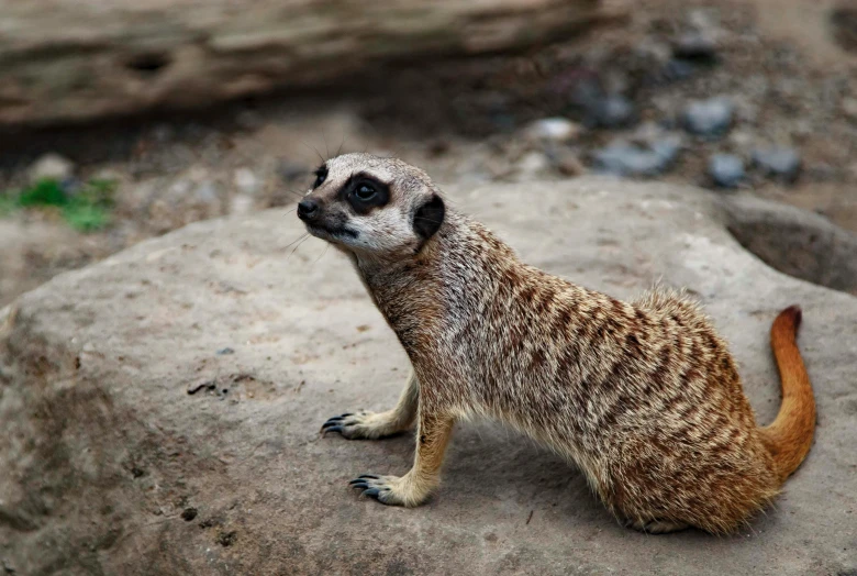 a small meerkat on the rock in front of a rock