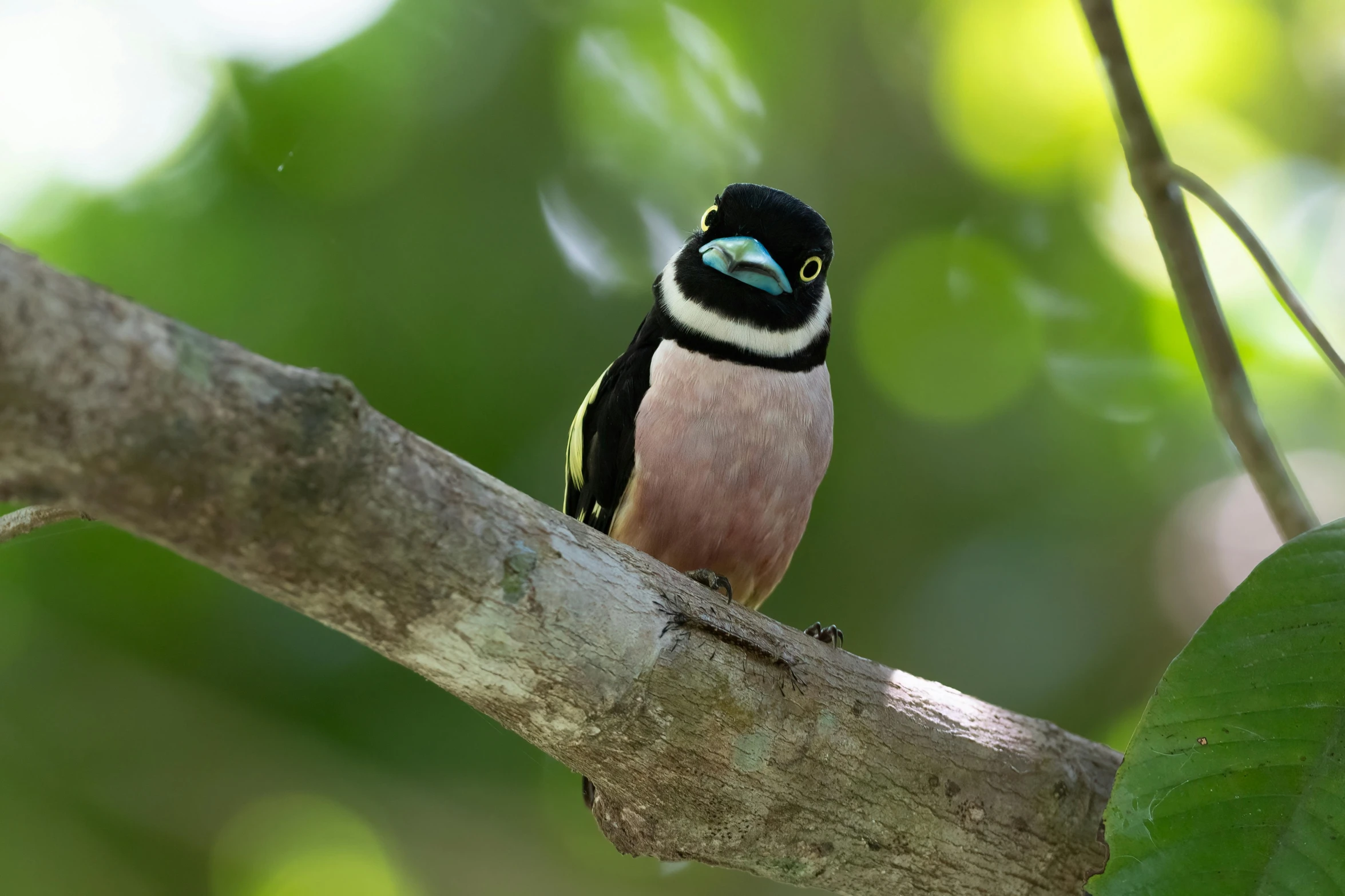 a bird with white and black feathers is perched on a tree nch