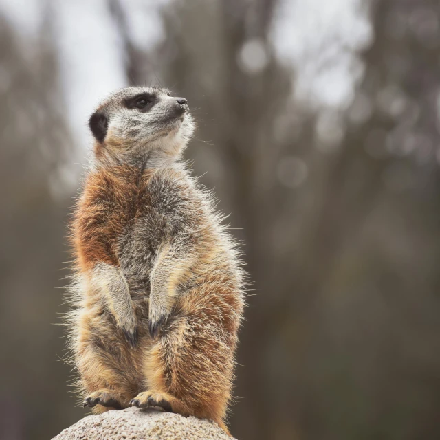 the meerkat stands on top of a rock with one leg outstretched