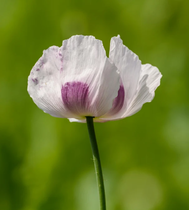 a small flower in the middle of green plants