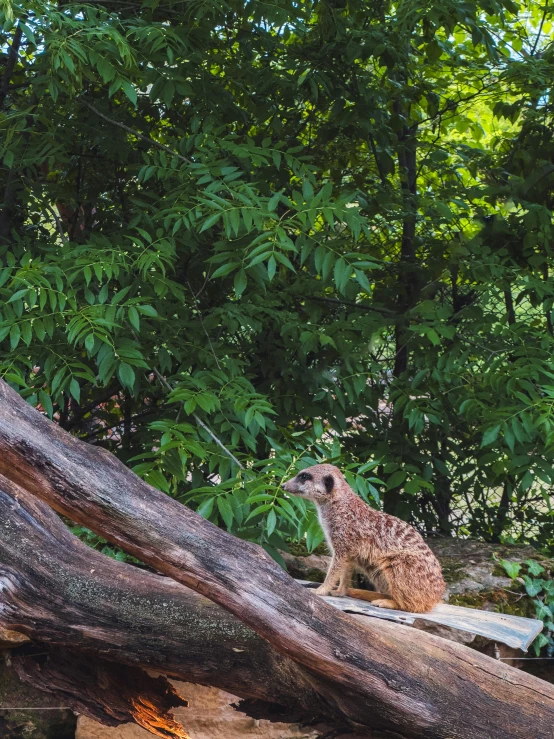 a squirrel that is standing on some tree nches