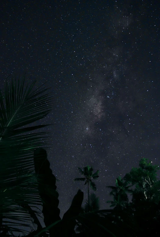 the night sky over a palm tree and some stars