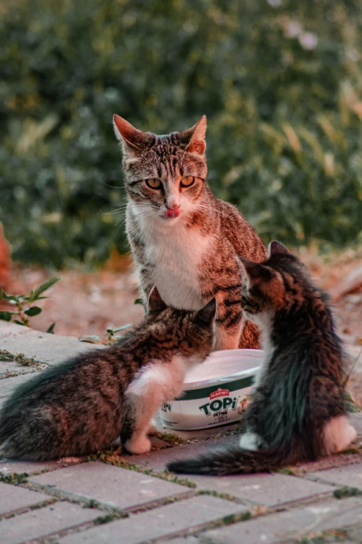 two cats stand in front of a bowl