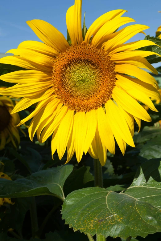 a large yellow sunflower in a field full of green leaves