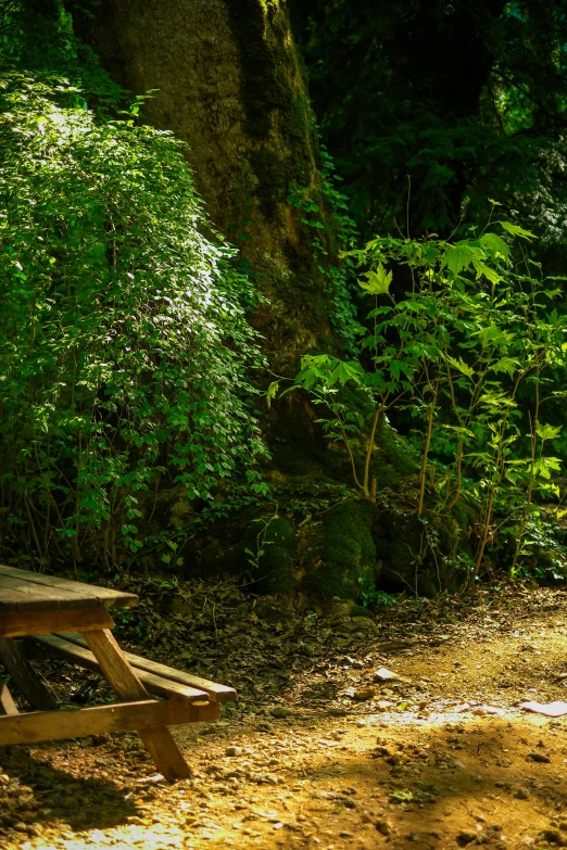 a bench is in the woods near some trees