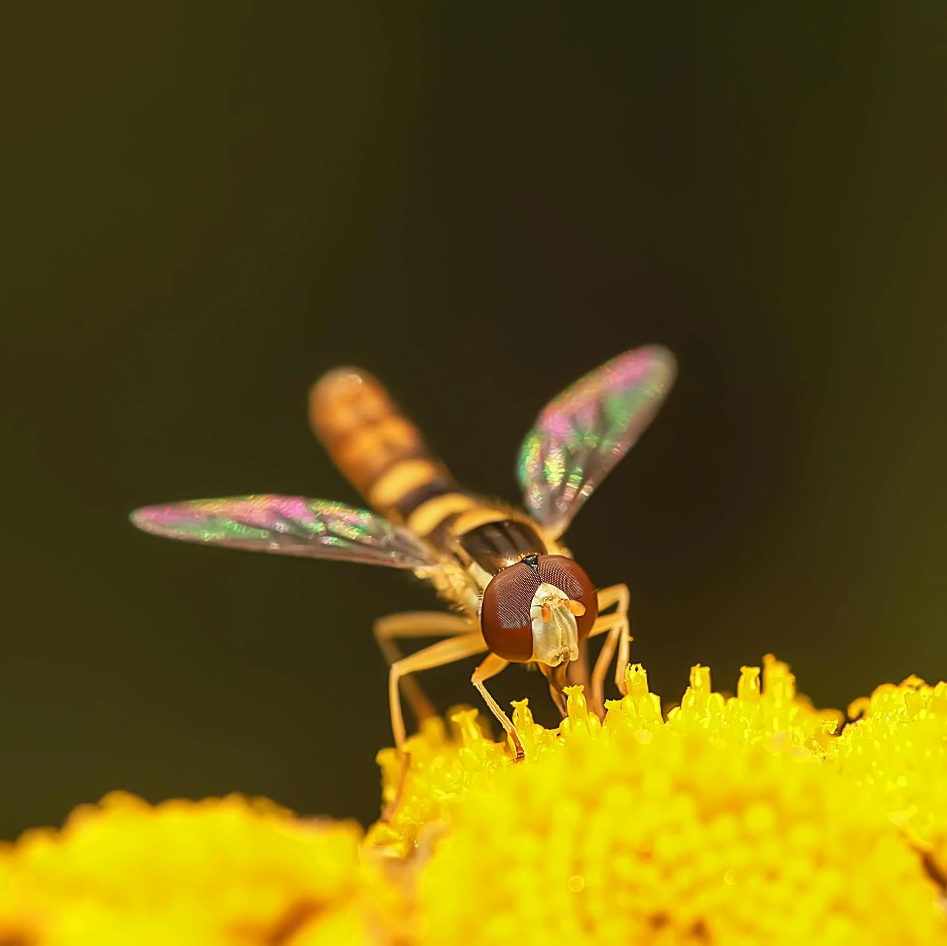 three small green and blue bugs on yellow flowers