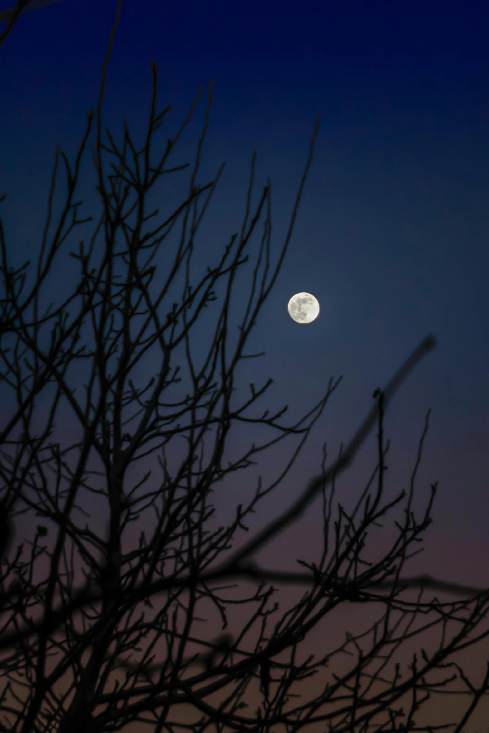 the moon shines in the sky behind some leafless trees