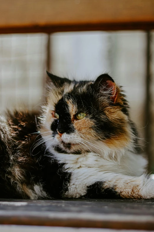 a multi colored cat is seen through a window