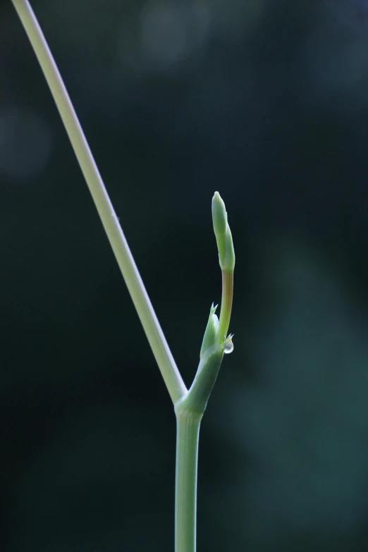 an asymmetrical plant on a stem is seen here