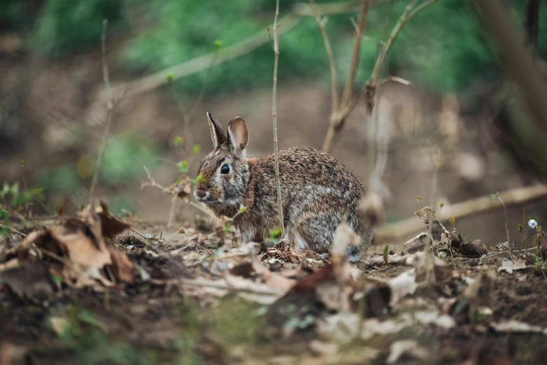 a rabbit is eating grass in the middle of a forest