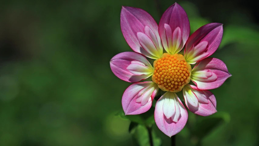 a single pink and white flower is standing alone