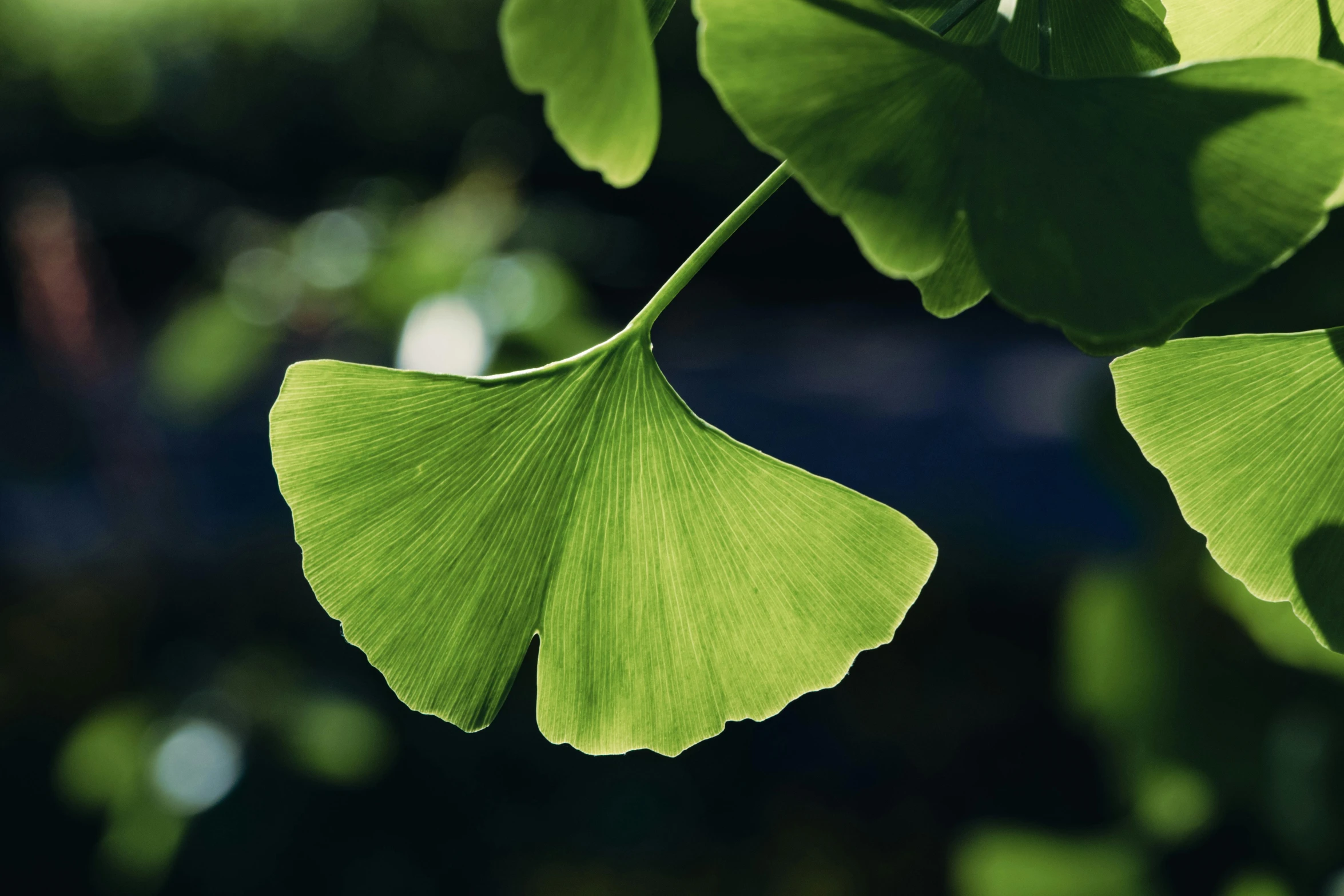 a gingwot leaf grows from a bush