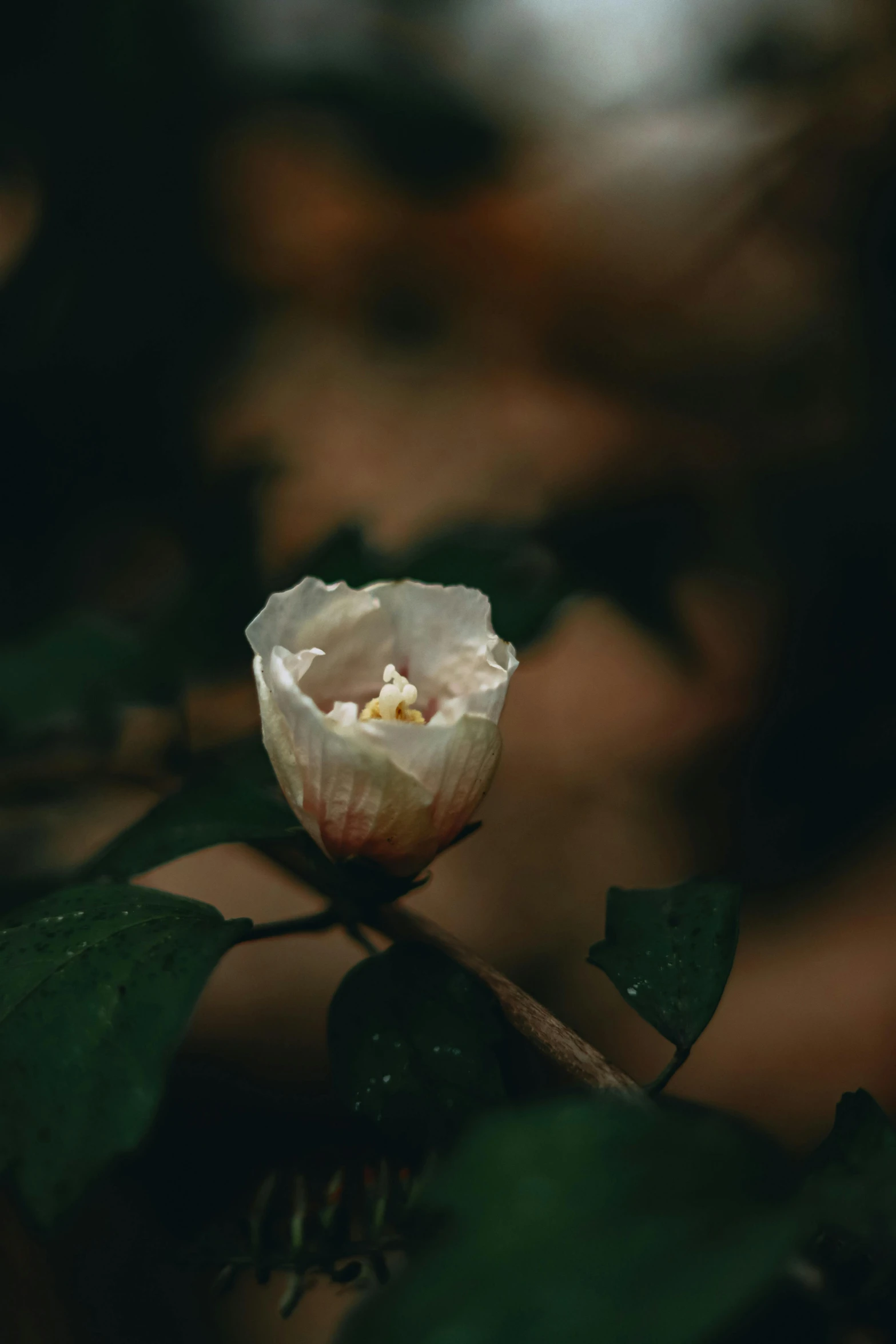 a close up po of a white flower