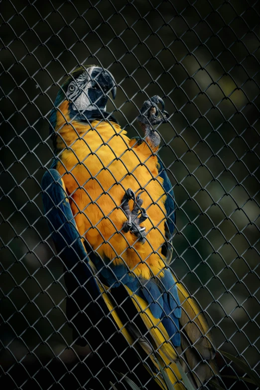 blue and yellow bird sitting on top of a tree nch