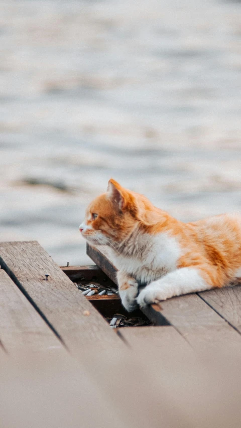a cat that is on a wooden surface