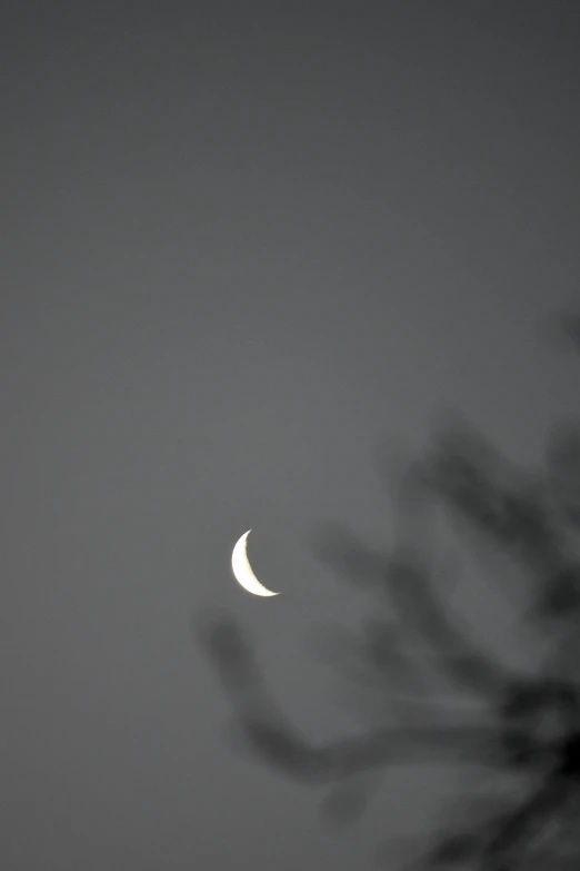 two moon seen through the nches of a tree