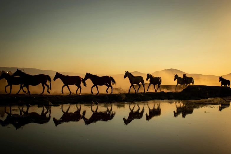 horses are running beside a pond as the sun goes down