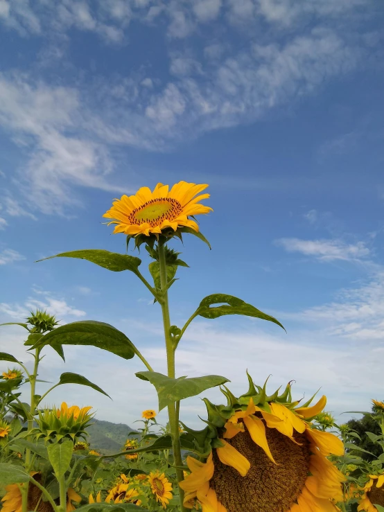 there is a large sunflower that has opened it's leaves